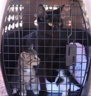A black cat and a kitten in a carrier.